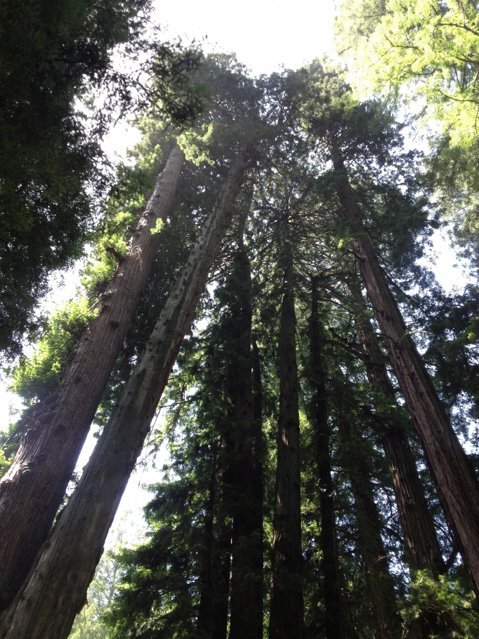 Muir Woods Redwood trees